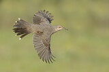 Image. Curve-billed Thrasher