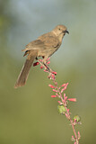 Image. Curve-billed Thrasher