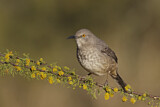 Image. Curve-billed Thrasher