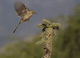 Image. Curve-billed Thrasher