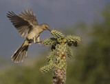Image. Curve-billed Thrasher