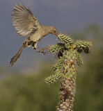 Image. Curve-billed Thrasher