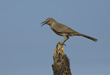 Image. Curve-billed Thrasher