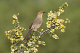 Image. Curve-billed Thrasher