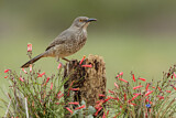 Image. Curve-billed Thrasher