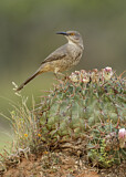 Image. Curve-billed Thrasher