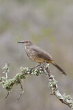 Image. Curve-billed Thrasher