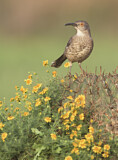 Image. Curve-billed Thrasher