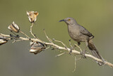 Image. Curve-billed Thrasher