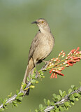 Image. Curve-billed Thrasher