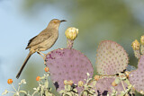 Image. Curve-billed Thrasher