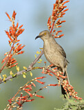 Image. Curve-billed Thrasher
