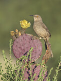 Image. Curve-billed Thrasher