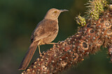 Image. Curve-billed Thrasher