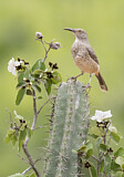 Image. Curve-billed Thrasher