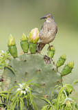 Image. Curve-billed Thrasher