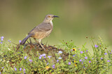 Image. Curve-billed Thrasher