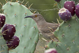 Image. Curve-billed Thrasher