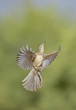 Image. Curve-billed Thrasher