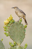 Image. Curve-billed Thrasher