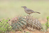 Image. Curve-billed Thrasher