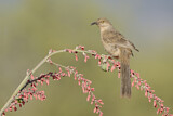 Image. Curve-billed Thrasher