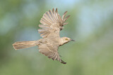Image. Curve-billed Thrasher