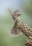 Image. Curve-billed Thrasher