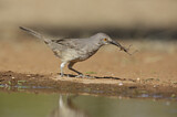 Image. Curve-billed Thrasher