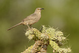 Image. Curve-billed Thrasher