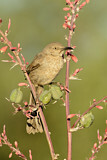 Image. Curve-billed Thrasher