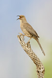 Image. Curve-billed Thrasher