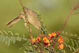 Image. Curve-billed Thrasher