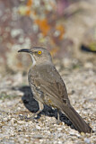 Image. Curve-billed Thrasher