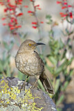 Image. Curve-billed Thrasher