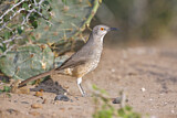Image. Curve-billed Thrasher