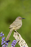 Image. Curve-billed Thrasher