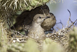 Image. Curve-billed Thrasher