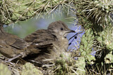 Image. Curve-billed Thrasher