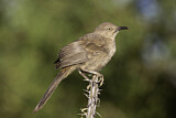 Image. Curve-billed Thrasher