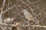 Image. Cut-throat Finch