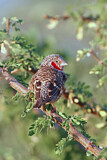 Image. Cut-throat Finch