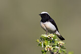 Image. Cyprus Wheatear