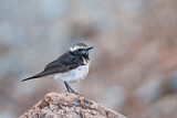 Image. Cyprus Wheatear