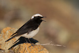 Image. Cyprus Wheatear