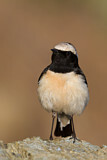Image. Cyprus Wheatear