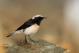 Image. Cyprus Wheatear