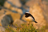 Image. Cyprus Wheatear