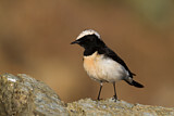 Image. Cyprus Wheatear