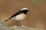 Image. Cyprus Wheatear